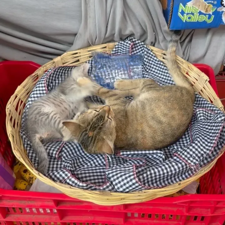 A cat asleep in a basket on a red table, Antigua