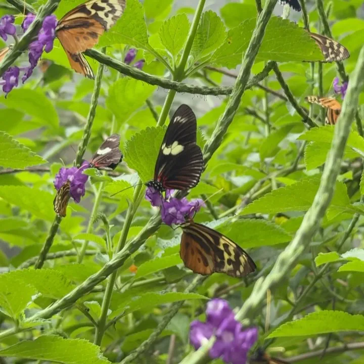 A butterfly on green leaves and purple flowers, Ecuador