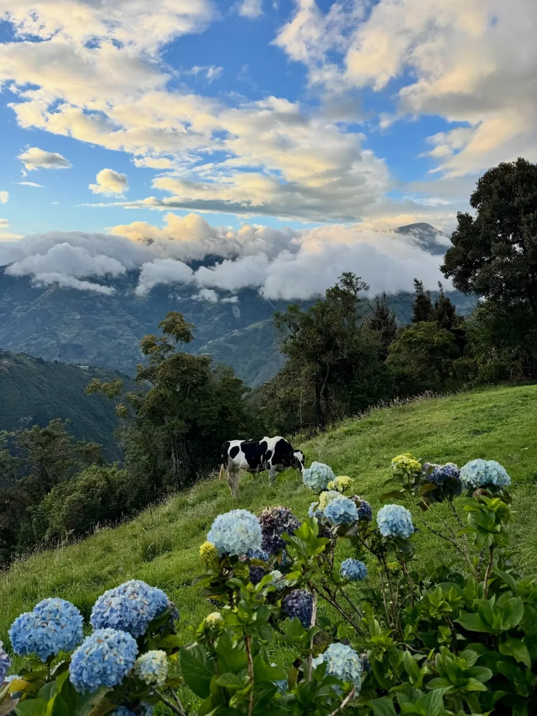 Blue hydrangeas and cows on a green hill, Baños